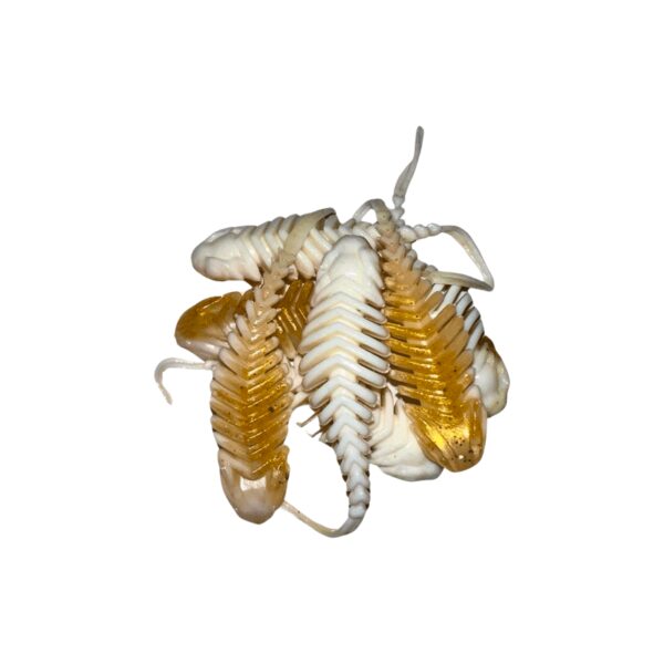 Ultimate Trout lures T-Rex 1.stk-5